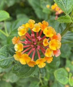 Meet your Posher, Harper